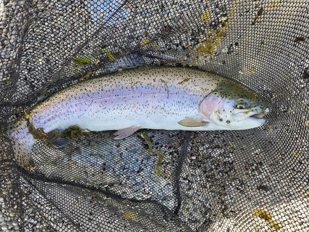 Etang 1 : pêche à la truite